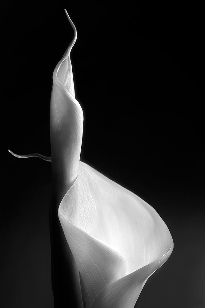 Female Curves art print by Santiago Pascual Buye for $57.95 CAD