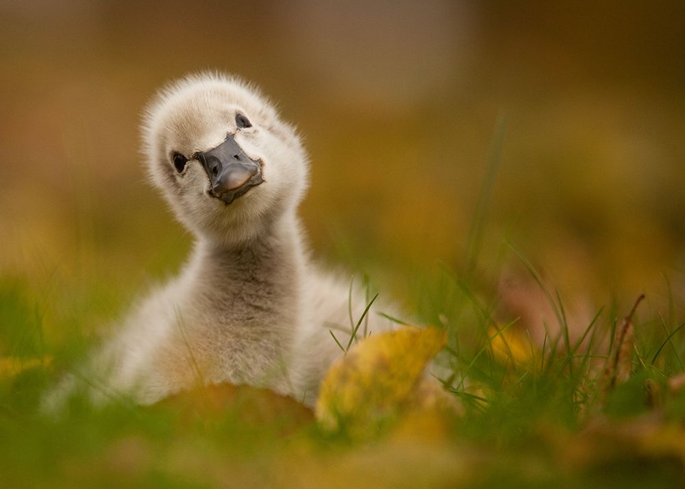 Black Swan Baby art print by Robert Adamec for $57.95 CAD