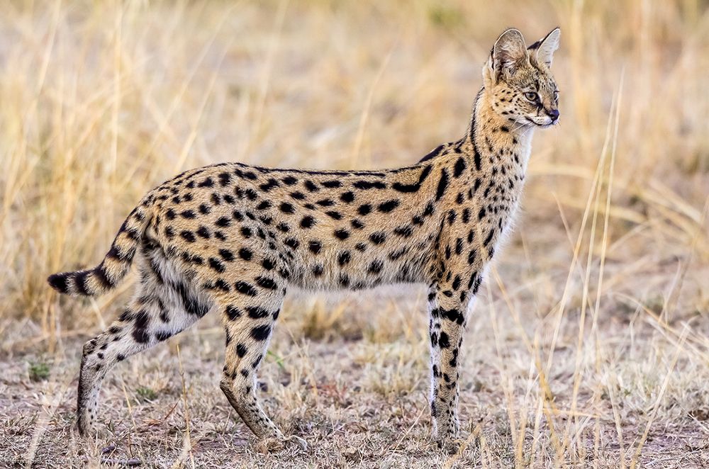 Serval Hunting art print by Jeffrey C. Sink for $57.95 CAD