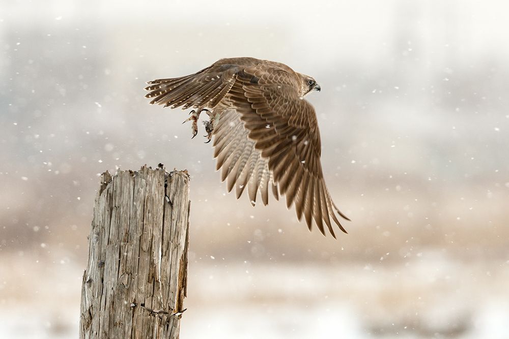 Flight against the snowstorm art print by OSAMU ASAMI for $57.95 CAD