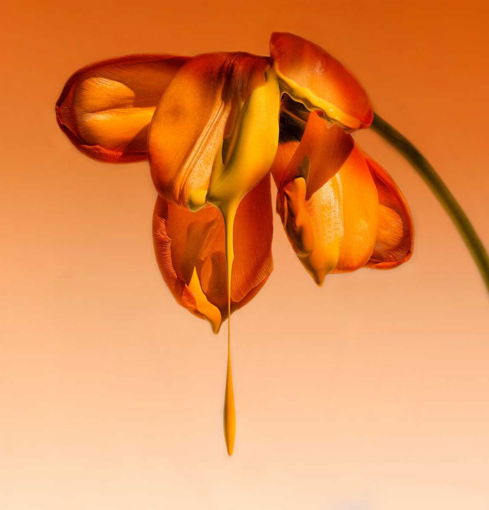 Tears Of A Flower art print by Kent Mathiesen for $57.95 CAD