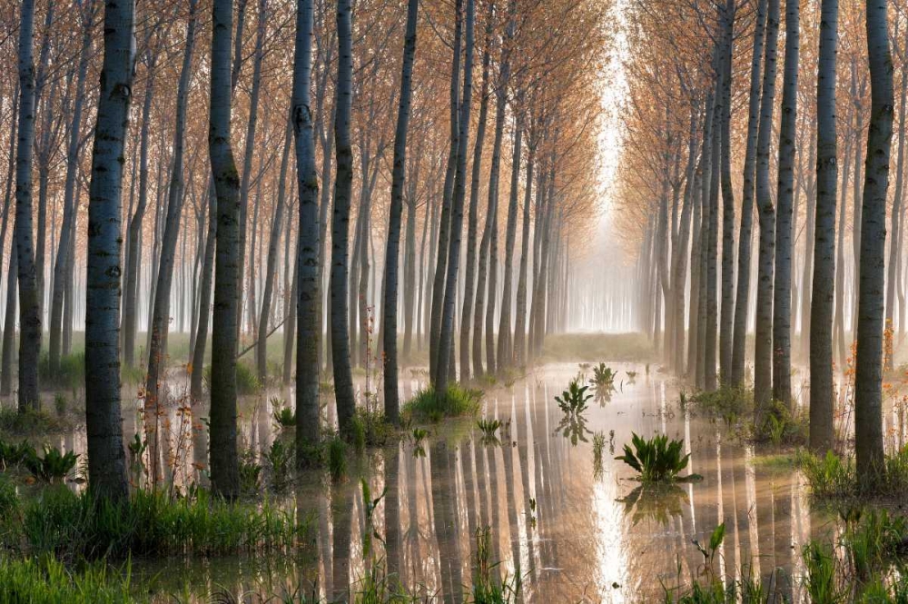 Rains Of Spring art print by Raffaele Spettoli for $57.95 CAD