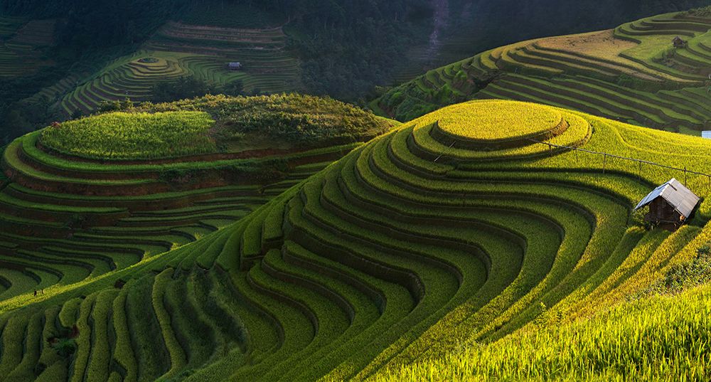 Gold Rice Terrace In Mu Cang Chai,Vietnam. art print by Jakkree Thampitakkull for $57.95 CAD