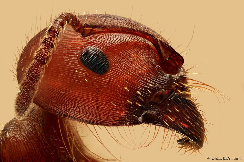 Red Ant Portrait art print by William Banik for $57.95 CAD