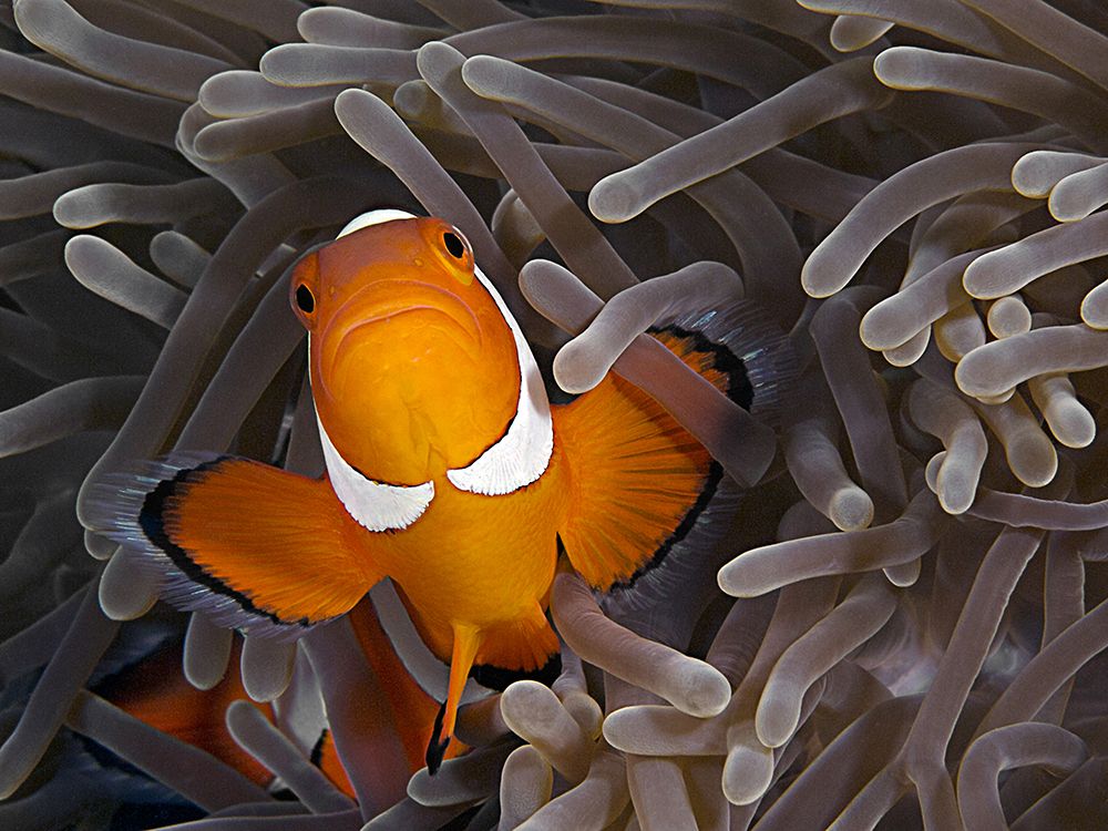 Anemonefish art print by Henry Jager for $57.95 CAD