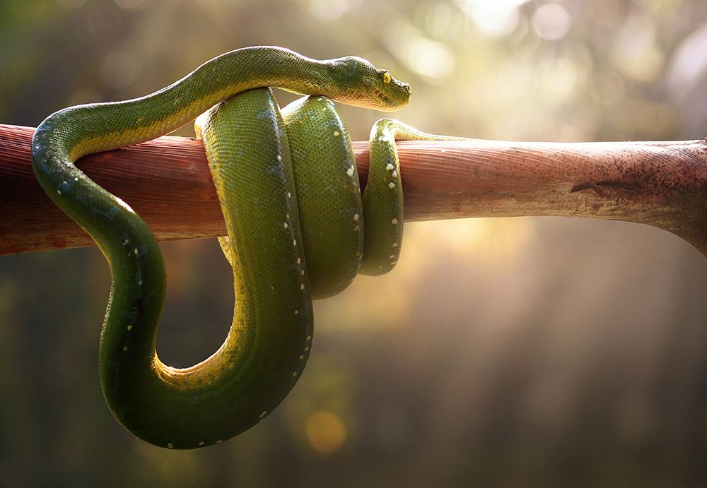 Tree Snake art print by Fahmi Bhs for $57.95 CAD