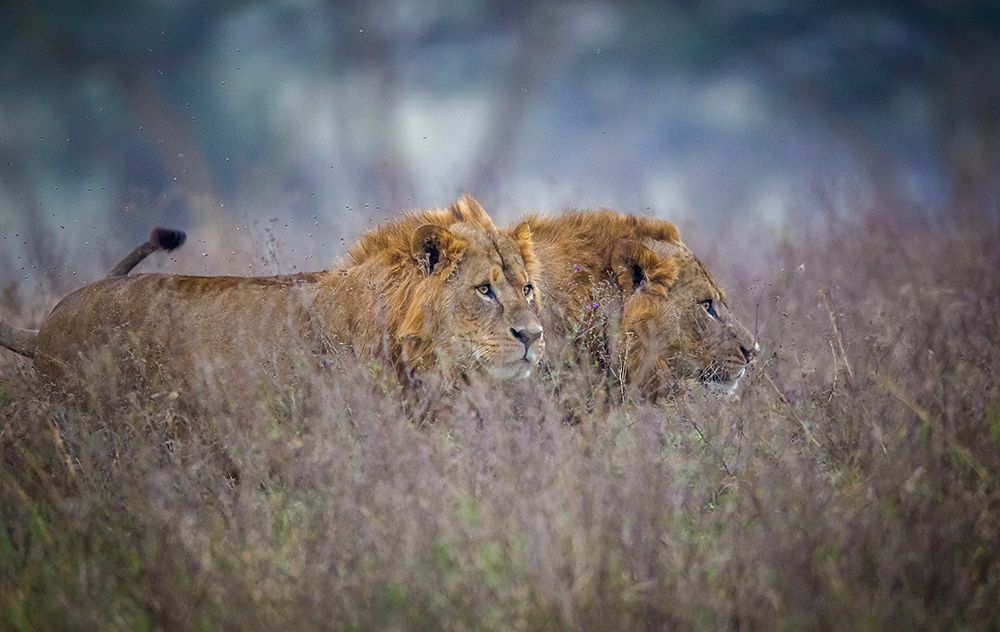 Lions coming through the heather art print by Jeffrey C. Sink for $57.95 CAD