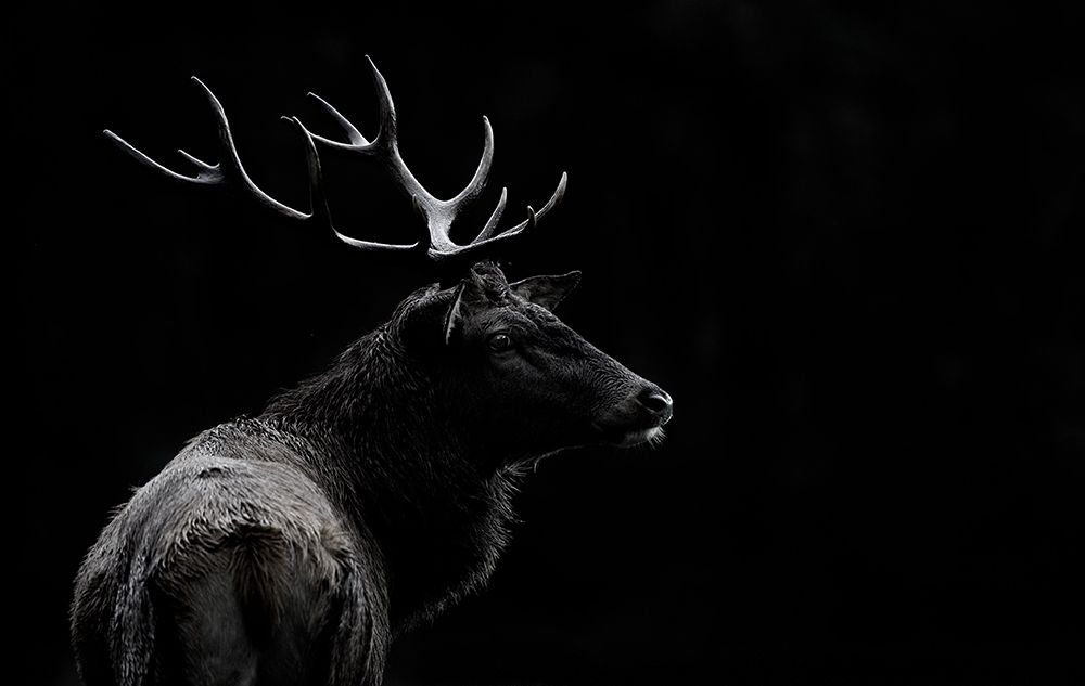 The Deer Soul art print by Massimo Mei for $57.95 CAD