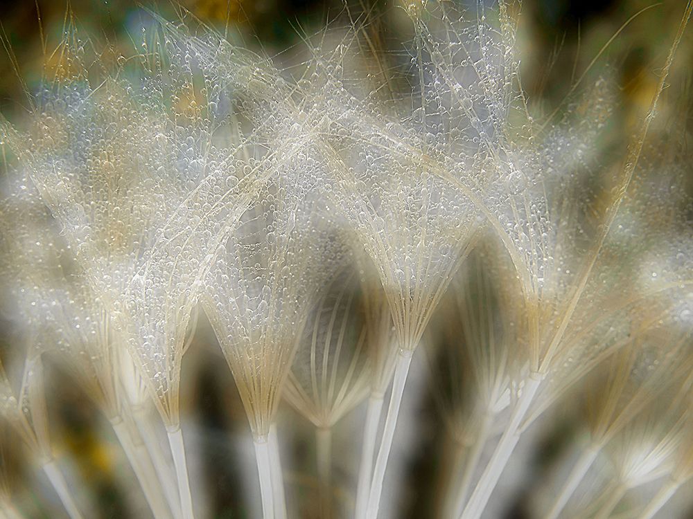 Fireworks Nature... art print by Thierry Dufour for $57.95 CAD