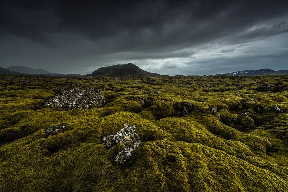 green carpet art print by Raymond Hoffmann for $57.95 CAD