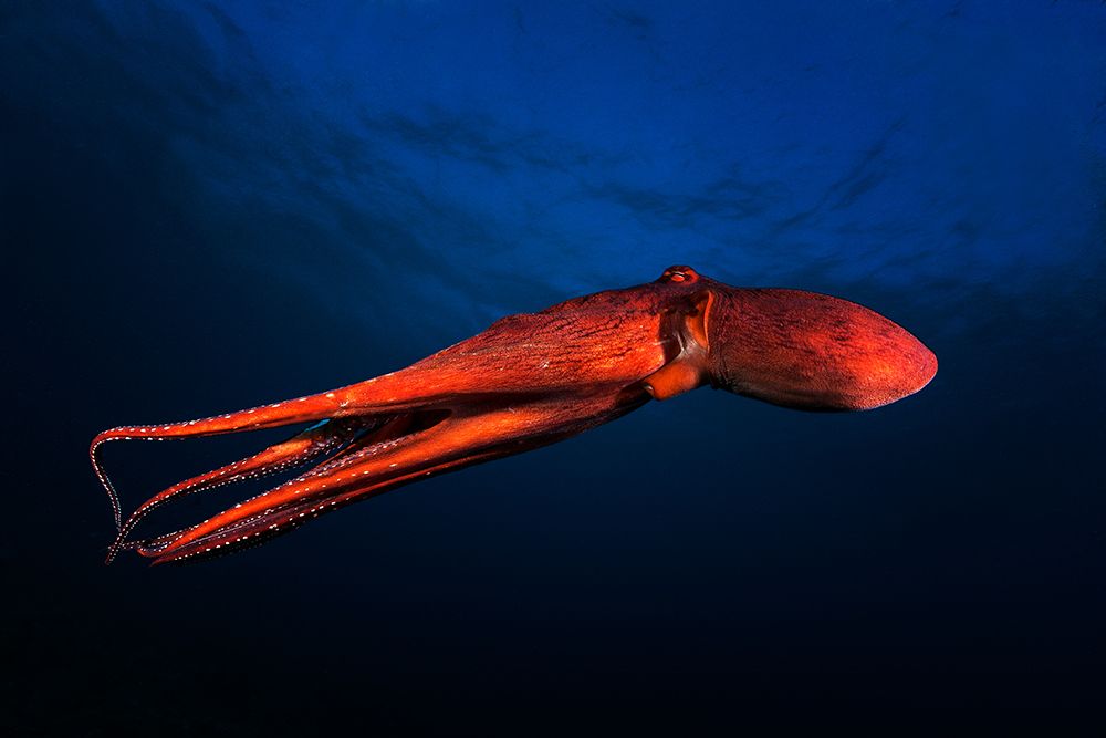 Red Octopus art print by Barathieu Gabriel for $57.95 CAD