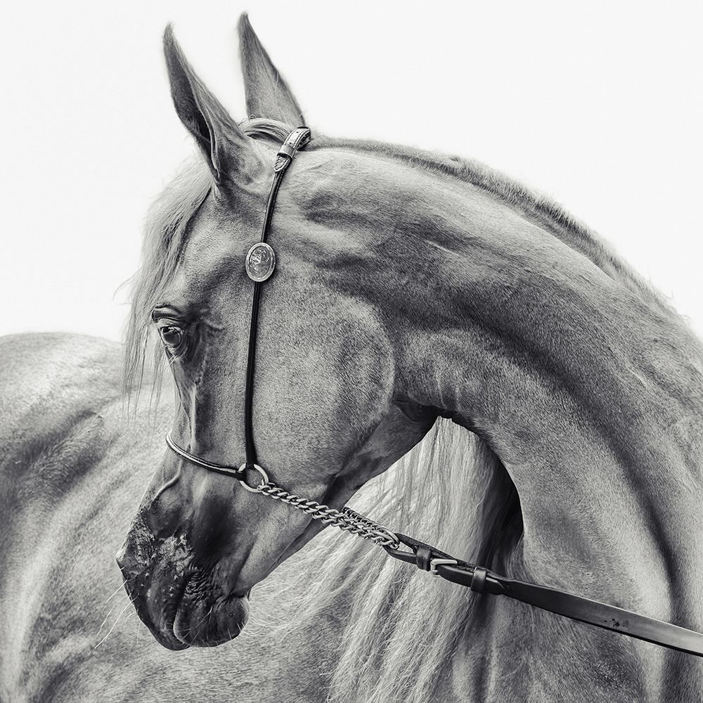 The Arabian Horse art print by Piet Flour for $57.95 CAD