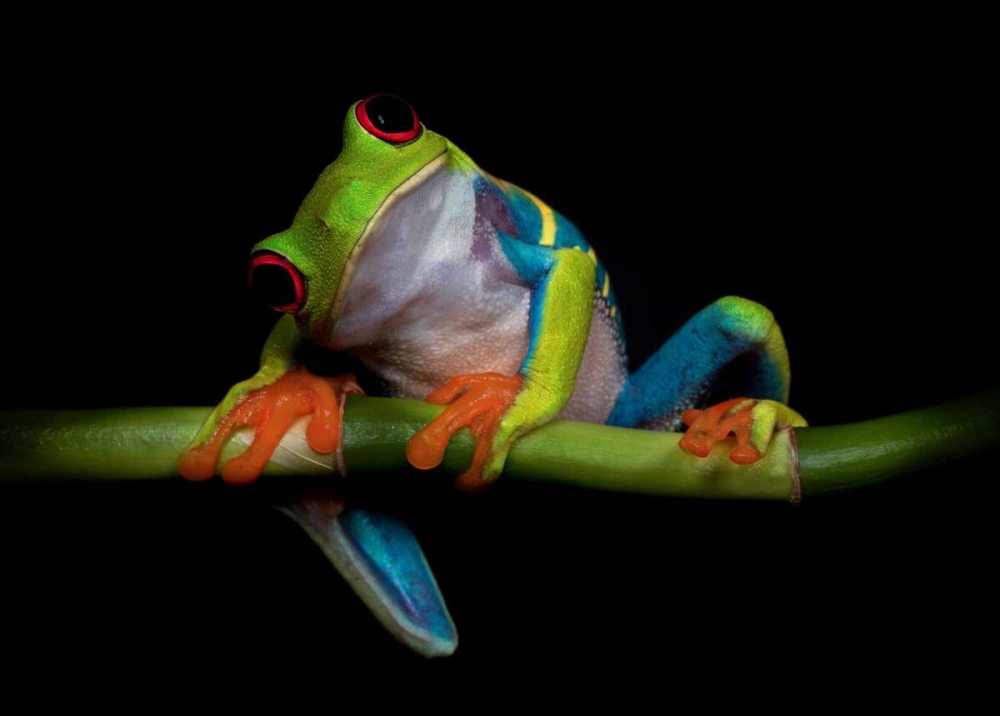 Curiosity art print by Ferdinando Valverde for $57.95 CAD
