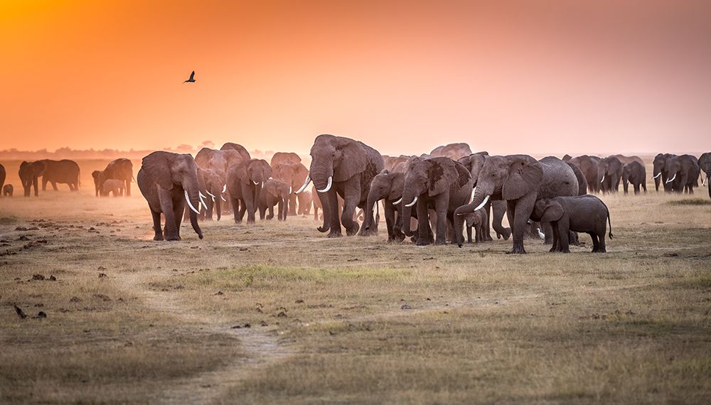 Amboseli Morning Stroll To Starbucks art print by Jeffrey C. Sink for $57.95 CAD