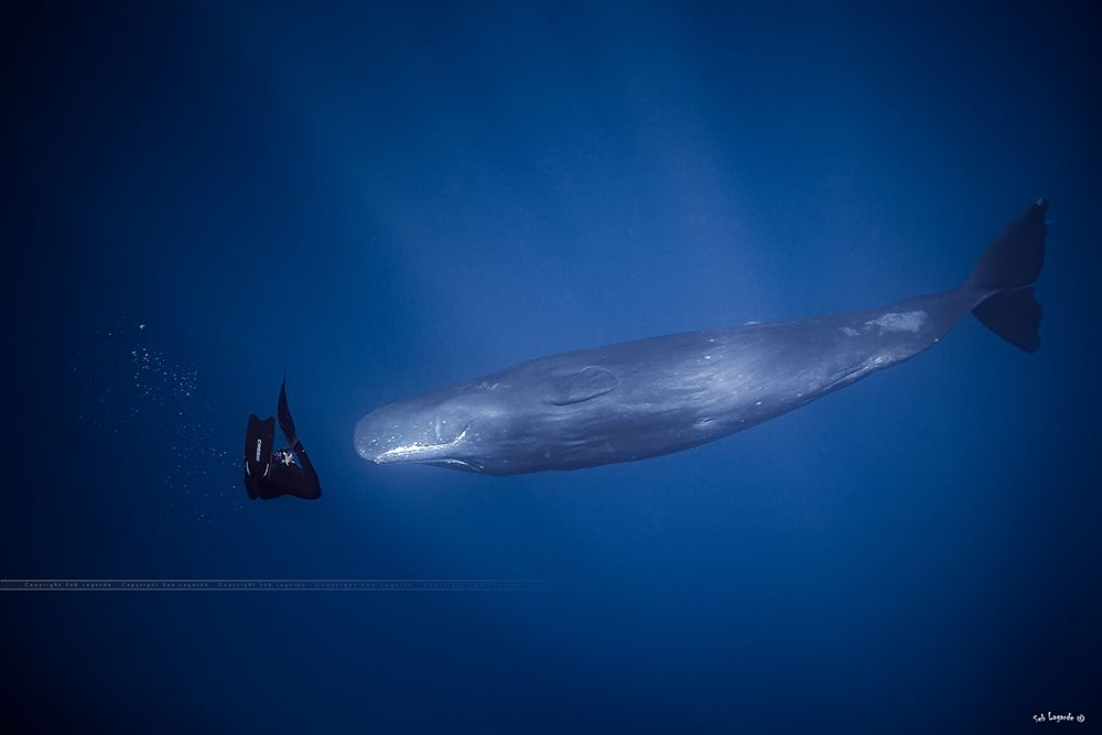 encounter with sperm whales. art print by Seb for $57.95 CAD