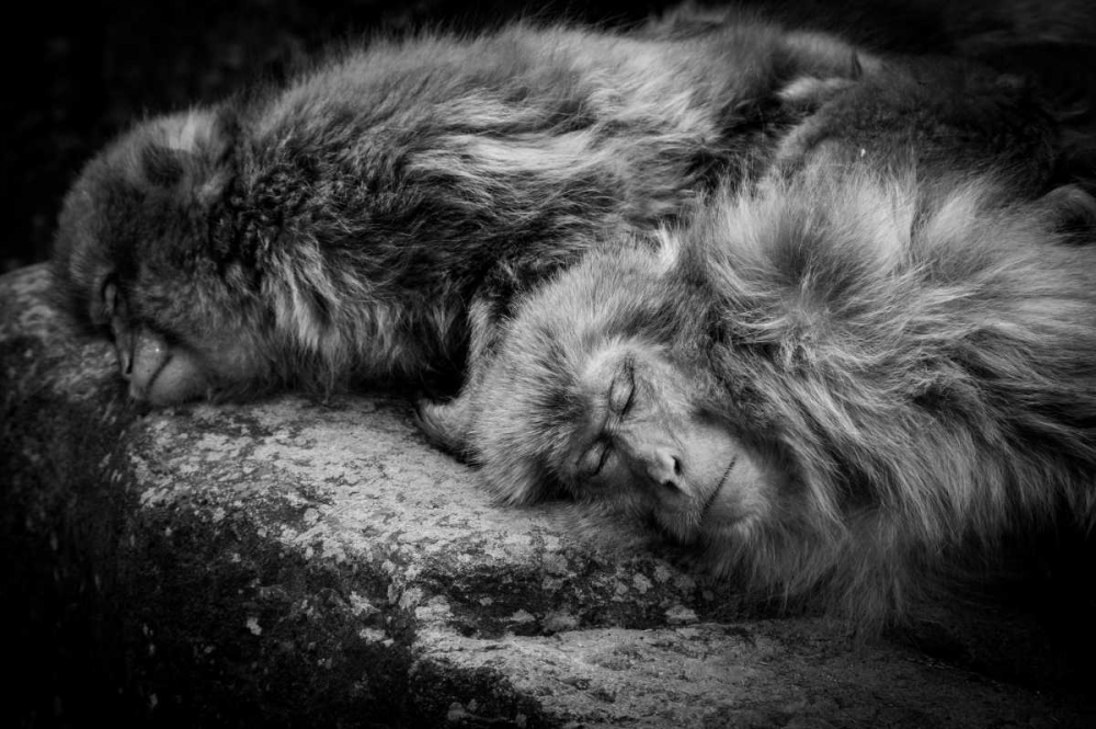 Sleeping art print by Akihiro Shibata for $57.95 CAD