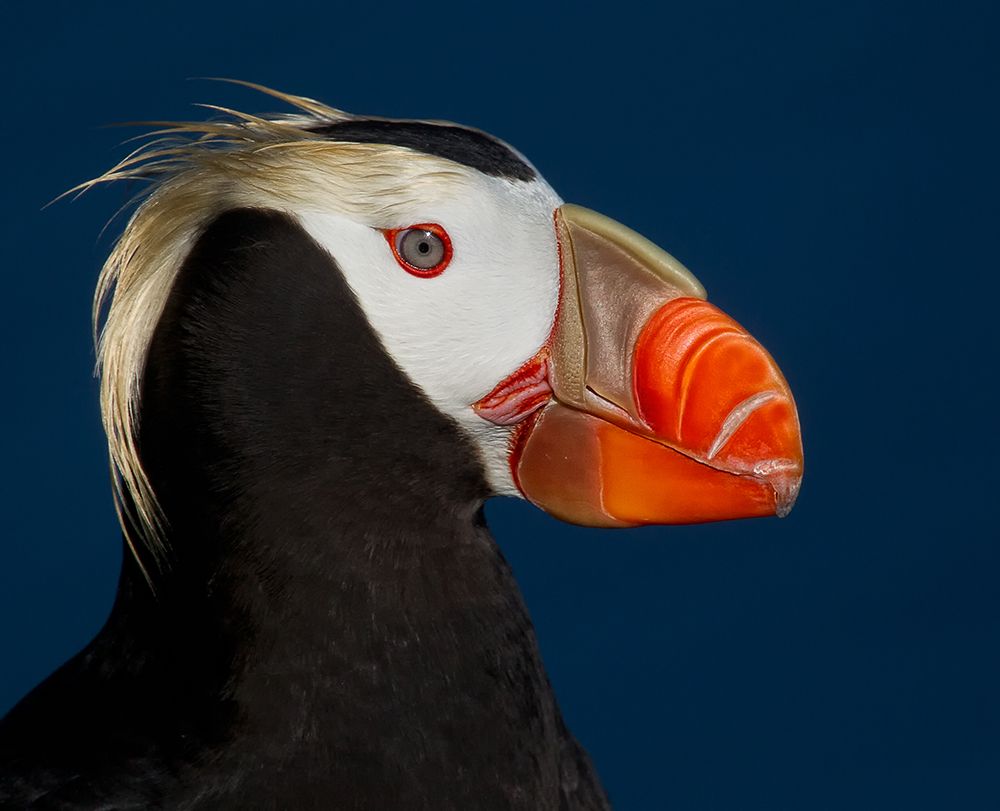 Tufted Puffin art print by Alfred Forns for $57.95 CAD