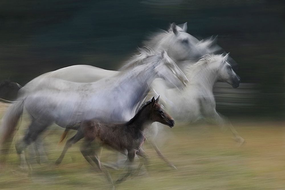 In Gallop art print by Milan Malovrh for $57.95 CAD