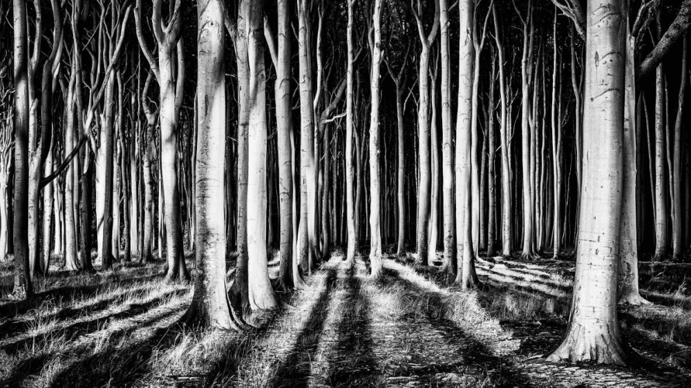 Ghost Forest art print by Pixxelpark for $57.95 CAD