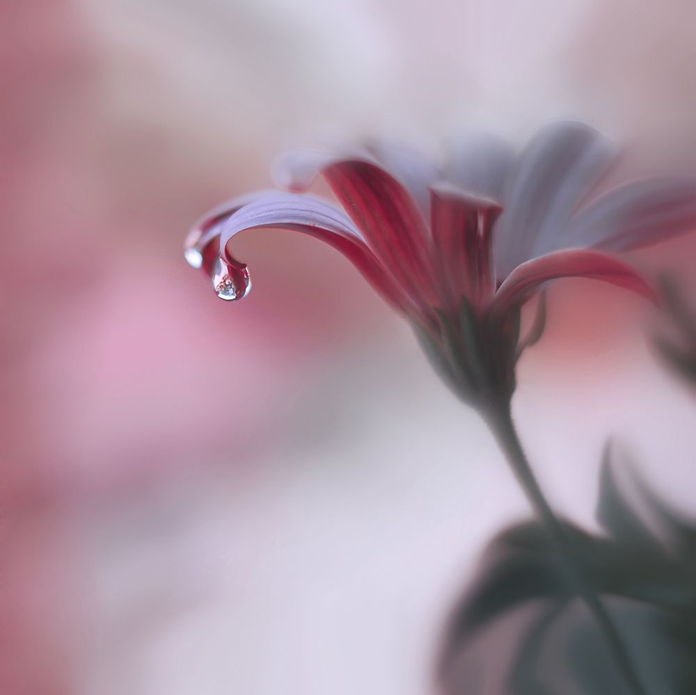 Invisible Touch... art print by Juliana Nan for $57.95 CAD