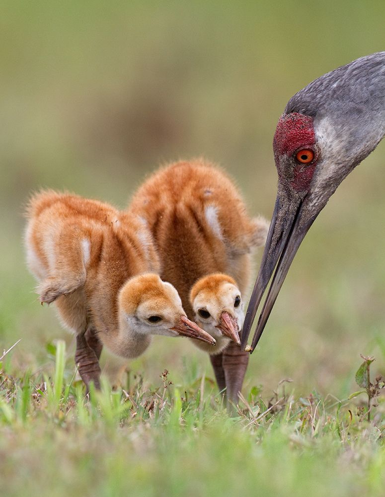 Sandhill Crane With Chicks art print by Alfred Forns for $57.95 CAD