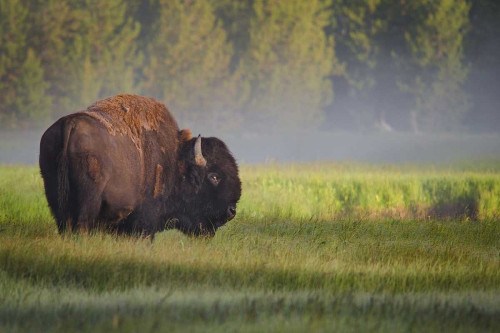 Bison In Morning Light art print by Sandipan Biswas for $57.95 CAD