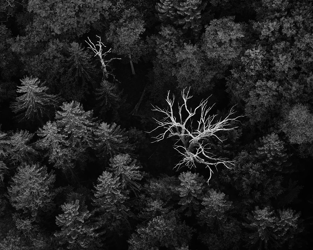 dead trees art print by Emil Licht for $57.95 CAD