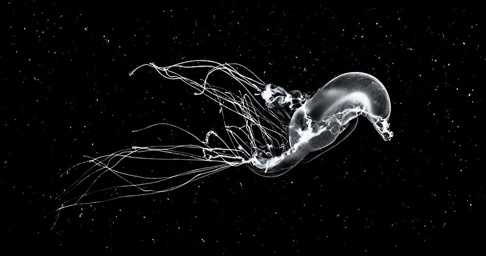 Deep Space Swim art print by Marco Fierli for $57.95 CAD