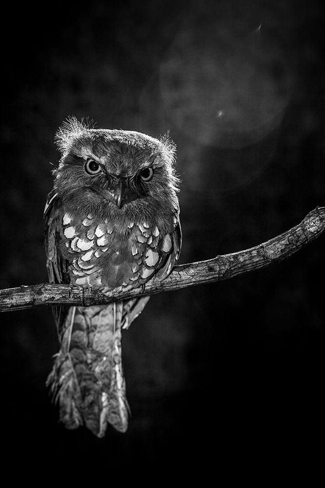 Alone In The Night art print by Wilianto for $57.95 CAD
