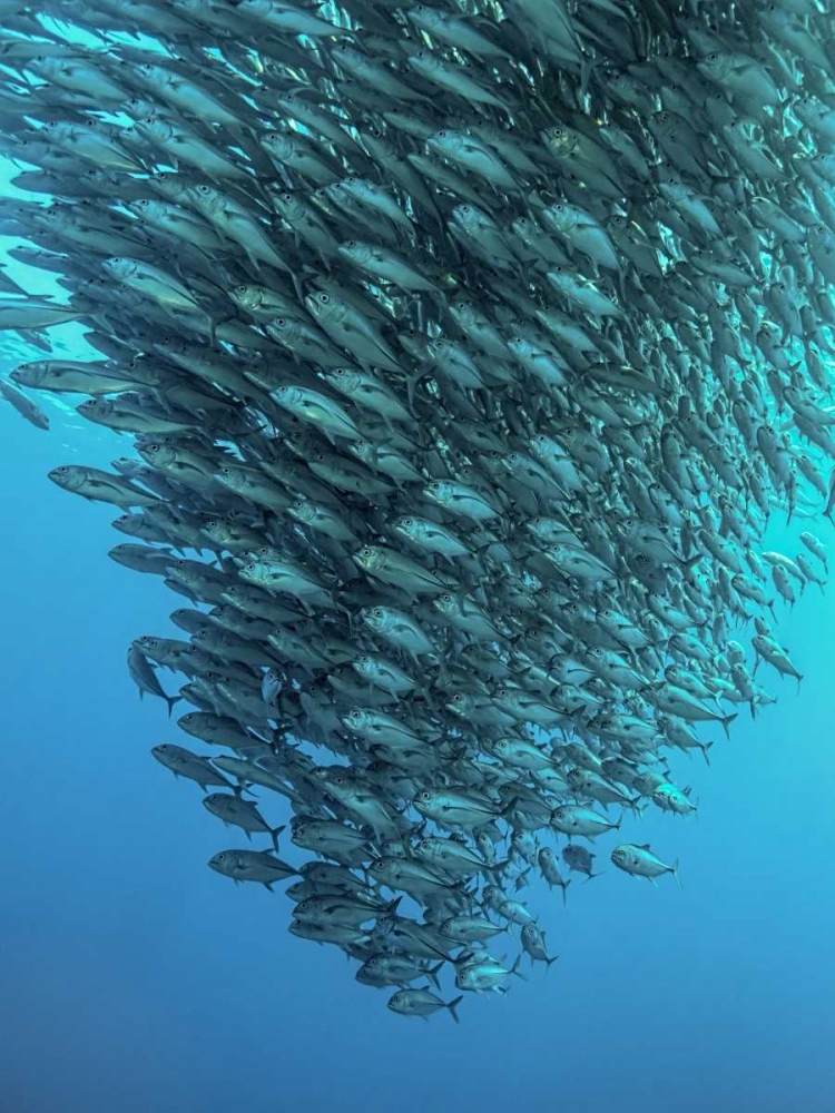 Schooling Jackfishes art print by Henry Jager for $57.95 CAD