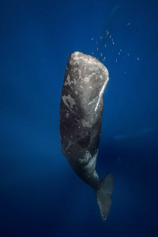 Candle Sperm Whale art print by Barathieu Gabriel for $57.95 CAD
