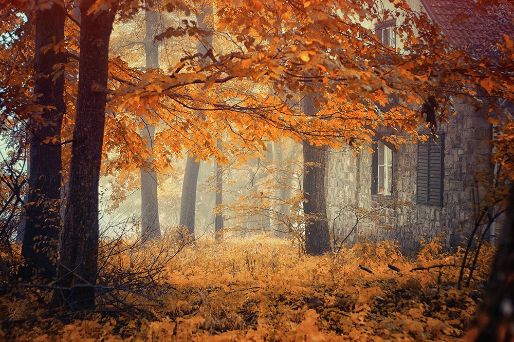 Hideaway art print by Ildiko Neer for $57.95 CAD