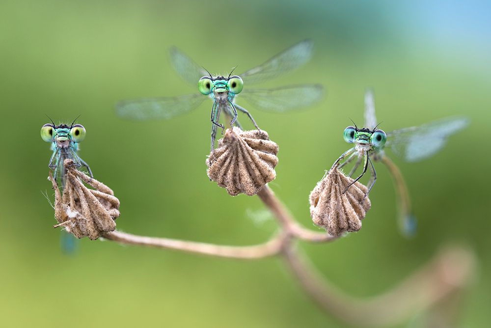 Almost ready for the flight art print by Alberto Ghizzi Panizza for $57.95 CAD