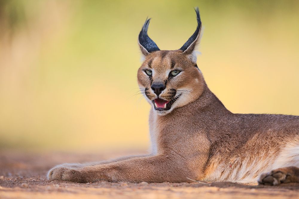 Caracal art print by Hillebrand Breuker for $57.95 CAD