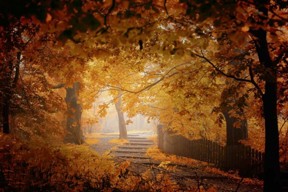 Turn To Fall art print by Ildiko Neer for $57.95 CAD