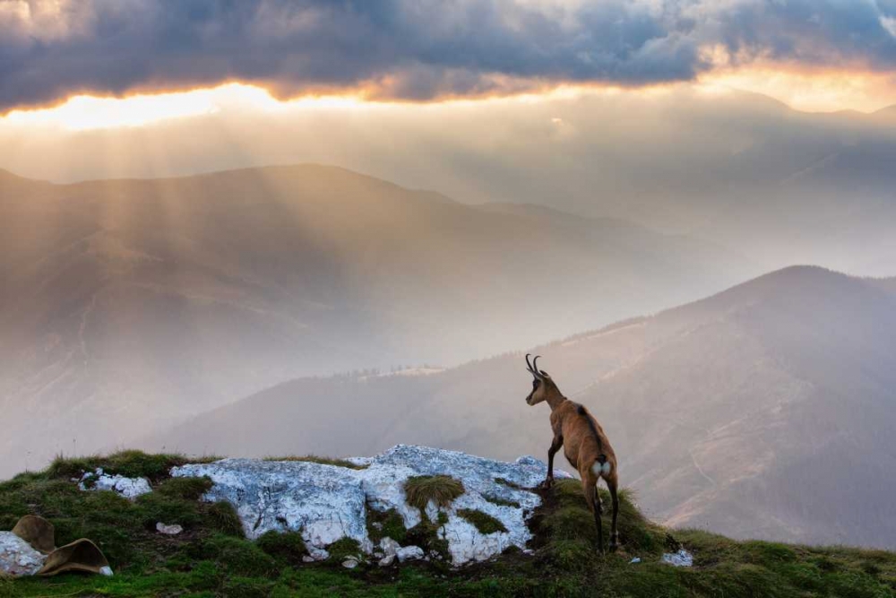 Chamois In Piatra Craiului Romania art print by Dan Mirica for $57.95 CAD