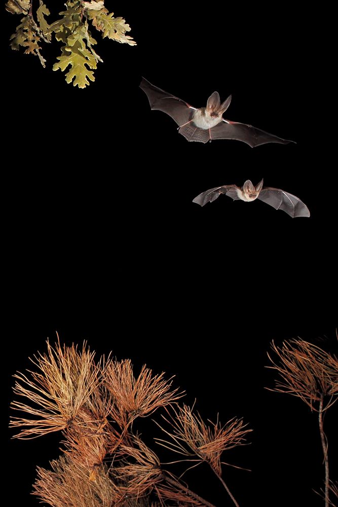 Bats and Halloween art print by Nicolas Merino for $57.95 CAD