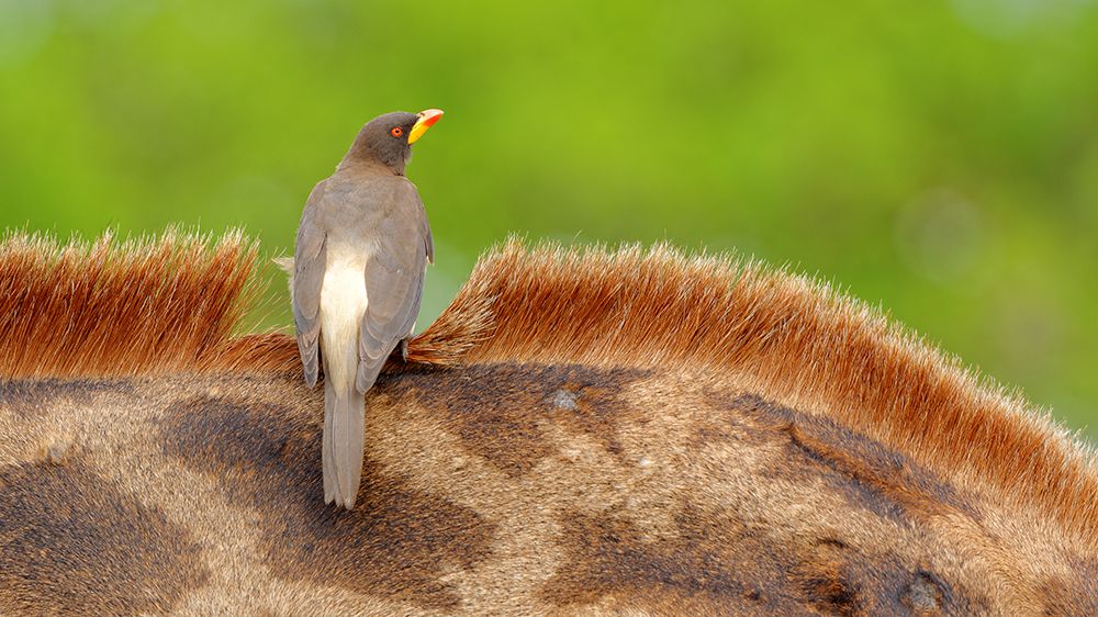 Yellow-billed Oxpecker art print by kahi for $57.95 CAD