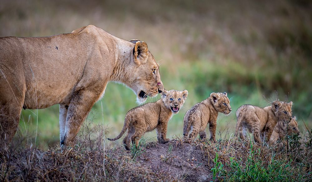 When are we stopping for dinner? art print by Jeffrey C. Sink for $57.95 CAD