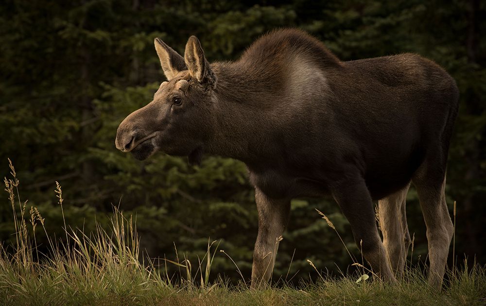 Young Moose On The Loose art print by Keith Andrews for $57.95 CAD