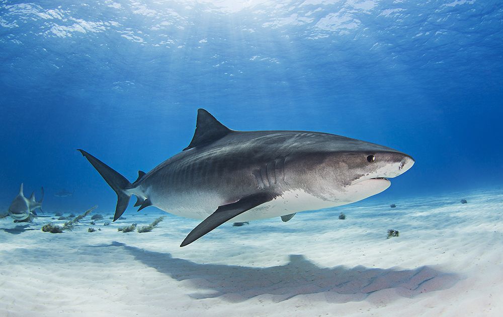 Notch - the Tiger Shark art print by Ken Kiefer for $57.95 CAD