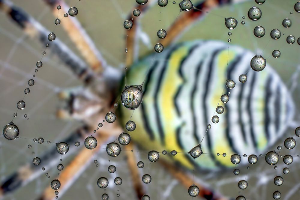 The mirror of the spider art print by Alberto Ghizzi Panizza for $57.95 CAD