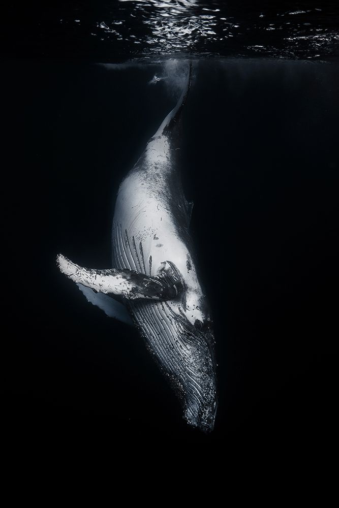 Black Whale art print by Barathieu Gabriel for $57.95 CAD