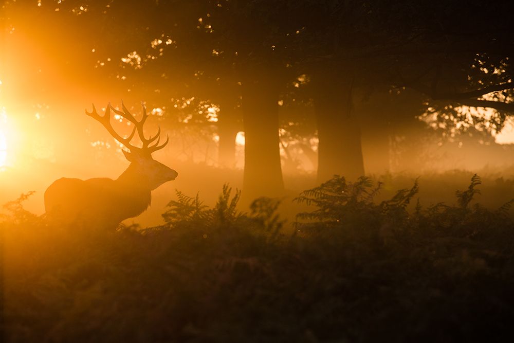 Stag In The Mist art print by Stuart Harling for $57.95 CAD