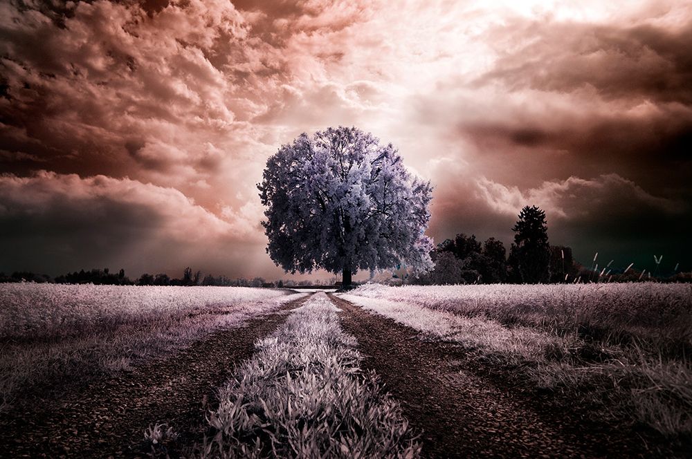 The path to the old tree art print by Alberto Ghizzi Panizza for $57.95 CAD