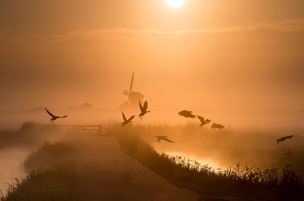 Sunrise Flight art print by Harm Klaverdijk for $57.95 CAD