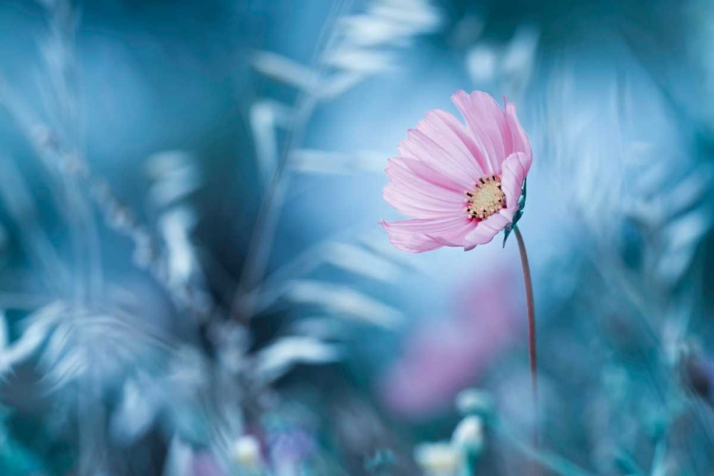 A Walk In Dreamland art print by Fabien Bravin for $57.95 CAD
