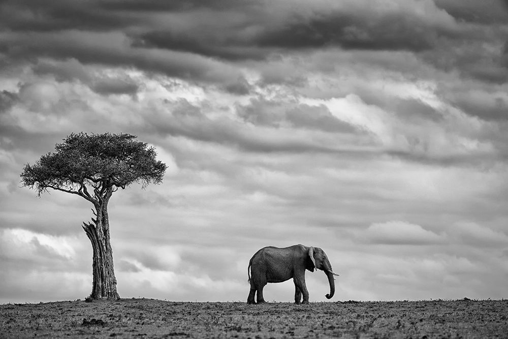 Elephant Landscape art print by Mario Moreno for $57.95 CAD