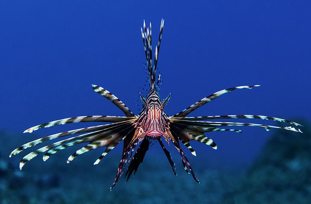 Lionfish art print by Anna Shvab for $57.95 CAD