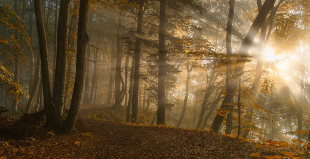 Forest Light art print by Norbert Maier for $57.95 CAD